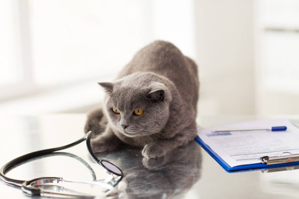 Azithromycin in Feline GI Practice: A Practical Look at Its Prokinetic Potential
