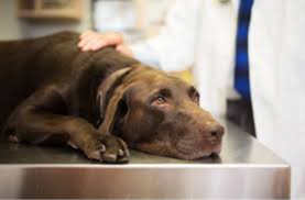Silent Infections That Can Destroy a Healthy Litter: The Hidden Infectious Causes of Canine Pregnancy Loss