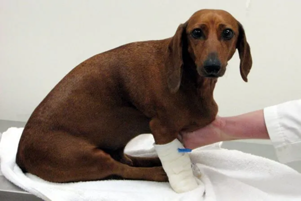 Diagnostic Approach in Canine Intervertebral Disc Disease: Integrating Radiography, CT, MRI, and CSF Analysis