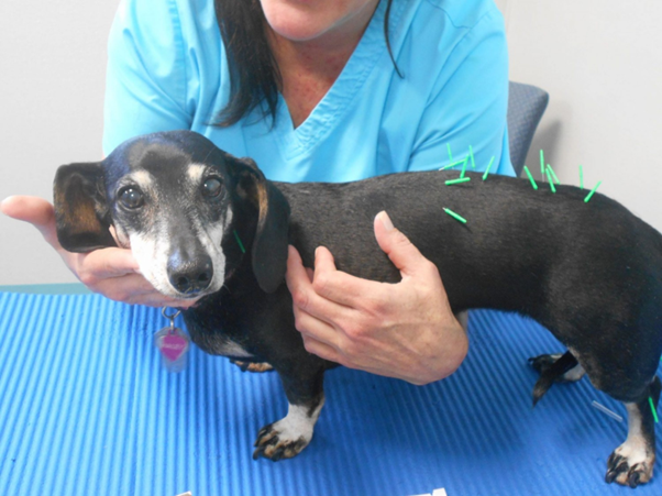 Pathophysiology of Canine Intervertebral Disc Disease:  From Degeneration to Hansen Type I Extrusion