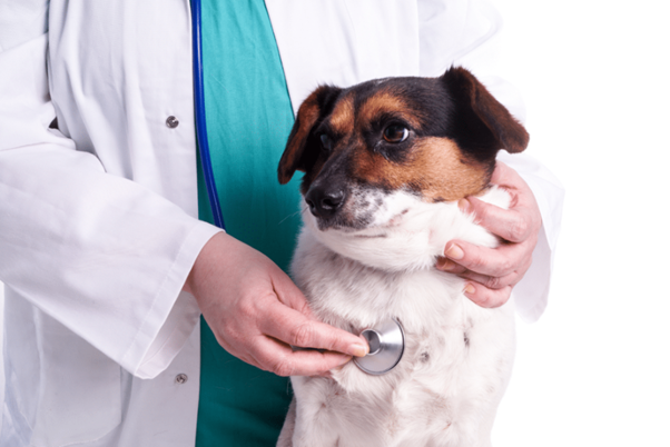 Atrial Fibrillation in Canine Dilated Cardiomyopathy: Why Early ECG Intervention Can Change the Outcome