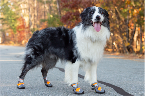 Neurorehabilitation in Degenerative Myelopathy: Can Physical Therapy Improve Survival in Dogs?