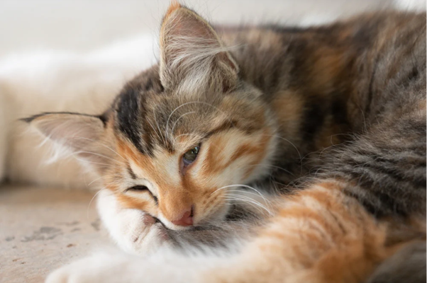 Persistent Vomiting in Cats? Gastric Dysmotility May Be the Missing Piece