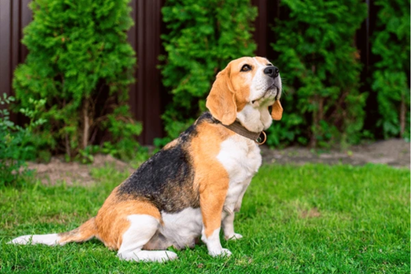Metabolomic Insights into Canine Pregnancy: Understanding Mid- and Late-Gestation Changes