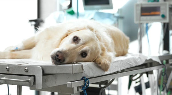 Role of Artificial Intelligence in Enhancing Canine Hip Dysplasia Diagnosis