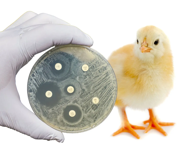 Antibiotic Failure in Poultry: Field Realities, Causes, and Practical Interpretation