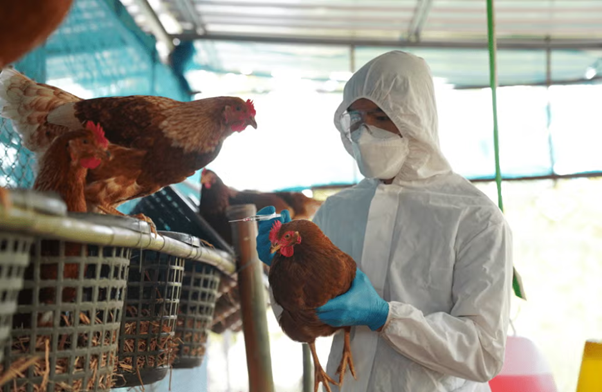 Preventing Mixed Infections in Poultry – Practical Strategies for Indian Farm Conditions