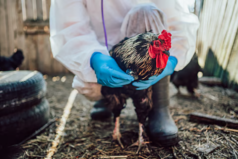 Differential Diagnosis of High Mortality Outbreaks in Poultry Farms