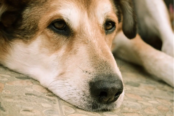 Understanding Pain in Veterinary Oncology: Mechanisms, Types, and Clinical Relevance