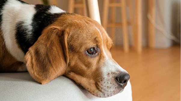 Case-Based Clinical Approach: Multimodal Management of Cancer Pain in Small Animals