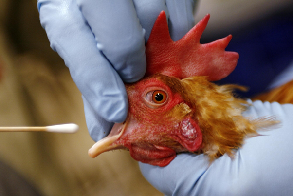 Role of Molecular Diagnostics in Detecting Mixed Infections in Poultry