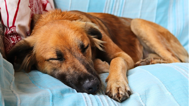 Clinical Approach to Canine Jaundice with Severe Anemia: From Pathophysiology to Decision-Making