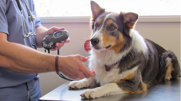 Endocrine, Renal & Systemic Drivers of Hypertension in Dogs & Cats