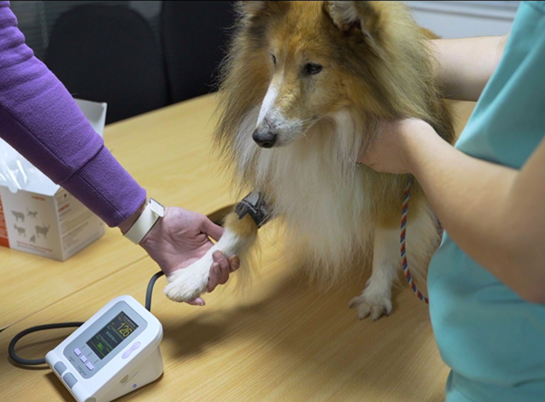 When Blood Pressure Turns Critical: Recognising Hypertensive Emergency in Small Animals