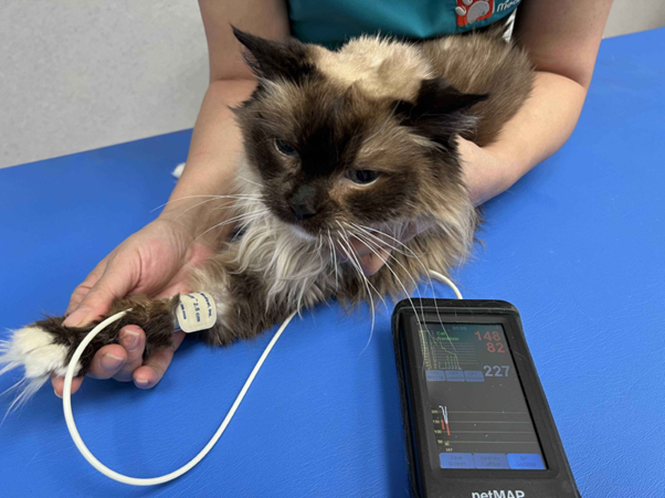 Fundamentals of Blood Pressure Regulation in Dogs & Cats
