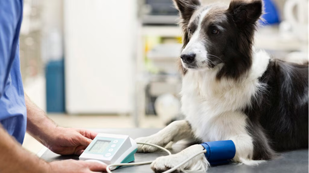 Clinical Approach to Hypertension: Causes, Types & Diagnosis