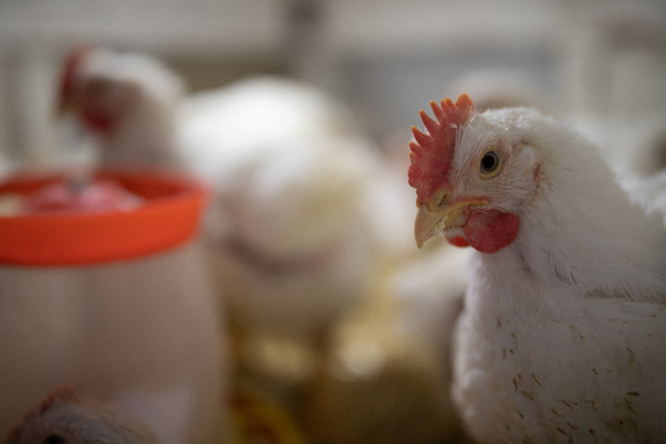 Early Detection of Enteric Dysbiosis in Broilers Using Real-Time Gut Health Monitoring