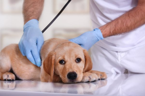 Canine Cryptorchidism : From Pathophysiology to Practical Management in Veterinary Practice