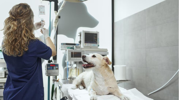 Clinical Management of Canine Transmissible Venereal Tumor: Why Vincristine Still Leads