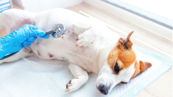 Testicular Tumors in Dogs:  Classification, Epidemiology, and Clinical Insights