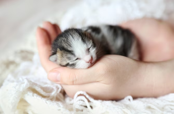 Managing Hypoglycemia in Neonates During and After Resuscitation