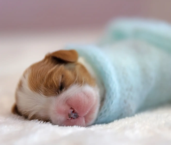 Emergency Drug Use in Neonatal Resuscitation: Epinephrine, Doxapram, and Beyond