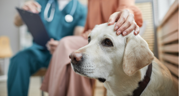 Therapeutic Strategies in CTVT: Optimizing Outcomes Through Evidence-Based Approaches
