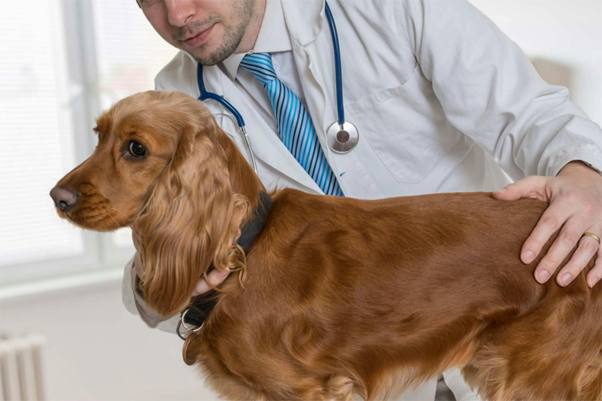 Genetic and Environmental Determinants of Cryptorchidism and Testicular Cancer in Dogs