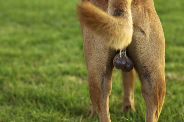 Cryptorchidism in Dogs:  Pathophysiology, Diagnosis, and Clinical Relevance