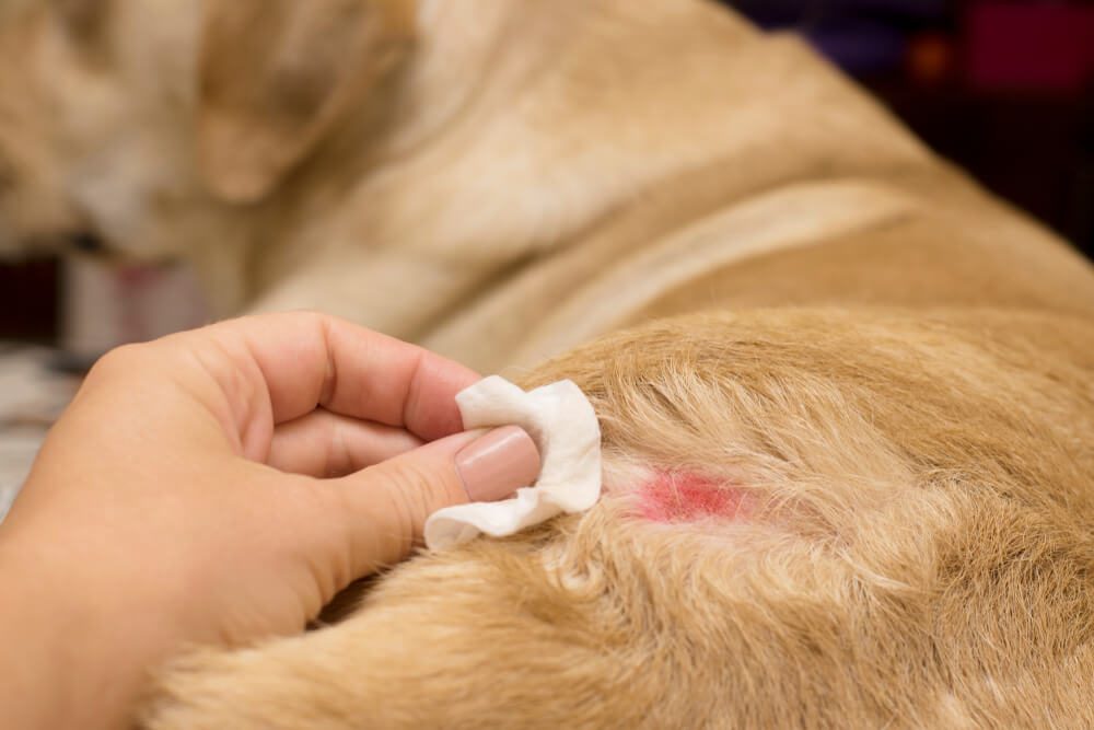From Scratch to Solution: A Chairside Guide to Managing Canine Atopic Dermatitis