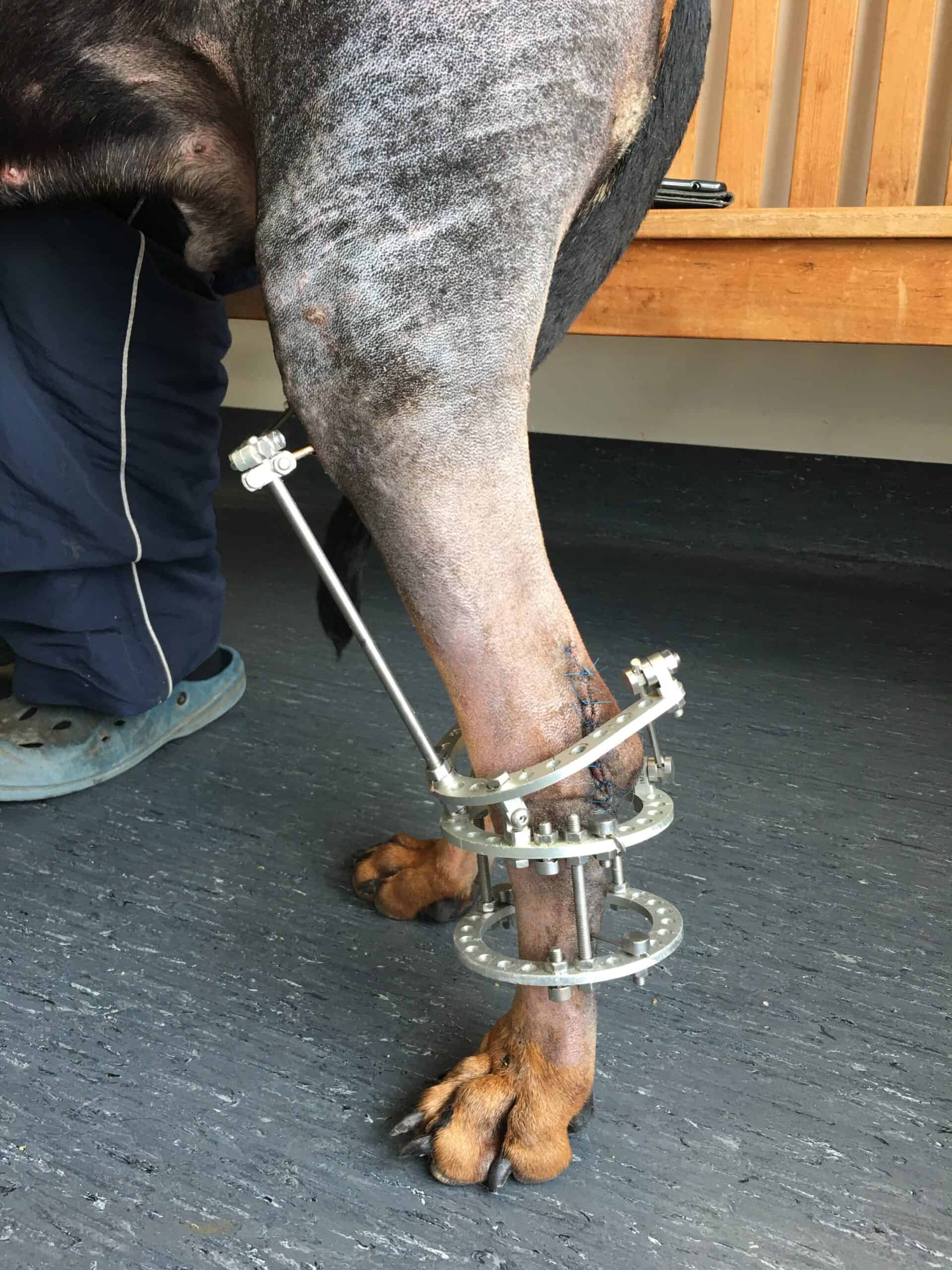 A Quick Clinical Guide to Reducing Pin Loosening in External Skeletal Fixation