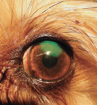 Ulcer or Not? — A Practical, Evidence-Based Approach to Corneal Ulcers
