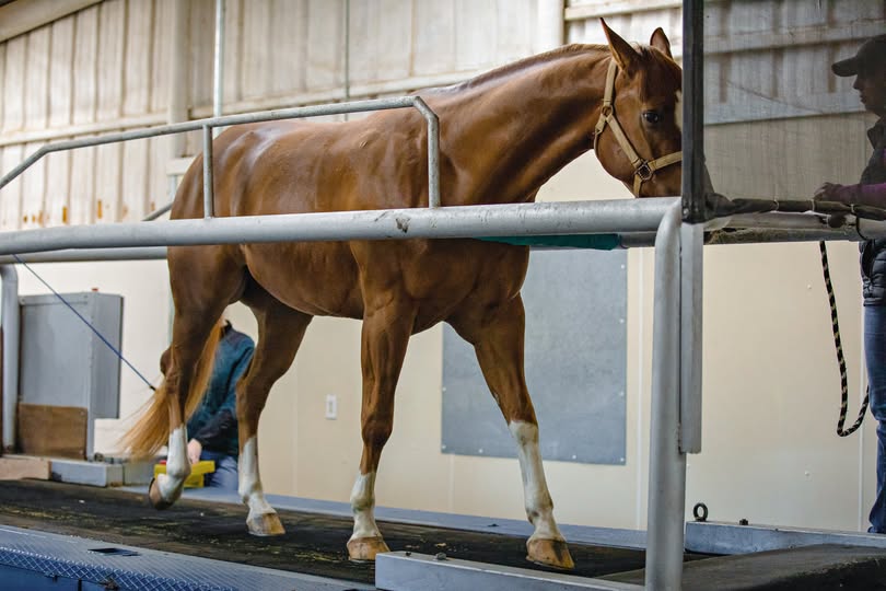 Chondroitin Sulfate and Glucosamine in Equine Osteoarthritis: Do They Really Make a Difference?