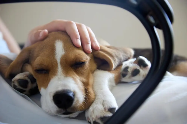 Beyond Antibiotics: Can Microbiota-Based Therapies Change the Future of Canine CIE?