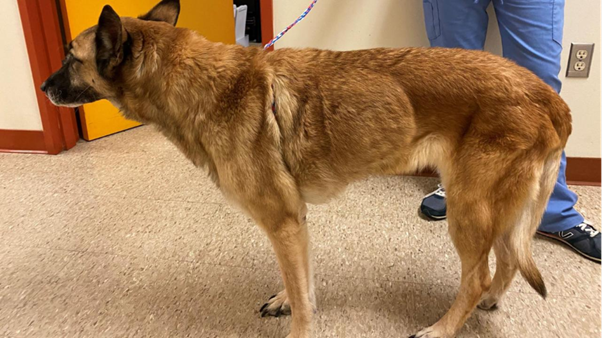 Megaoesophagus in Dogs: Recognising the Clinical Signs Before Complications Begin