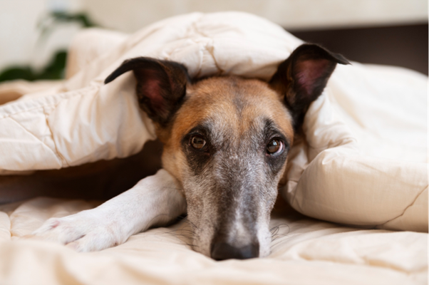 The Emerging Link Between Endocrine Disorders, Diet, and Canine Megaoesophagus