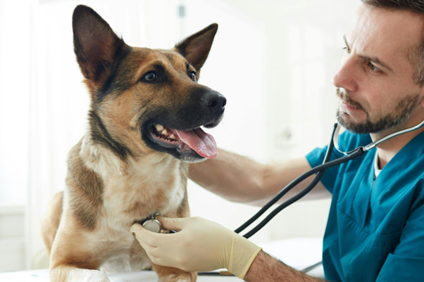 Managing Canine Megaesophagus in Practice: Clinical Challenges Every Veterinarian Recognizes
