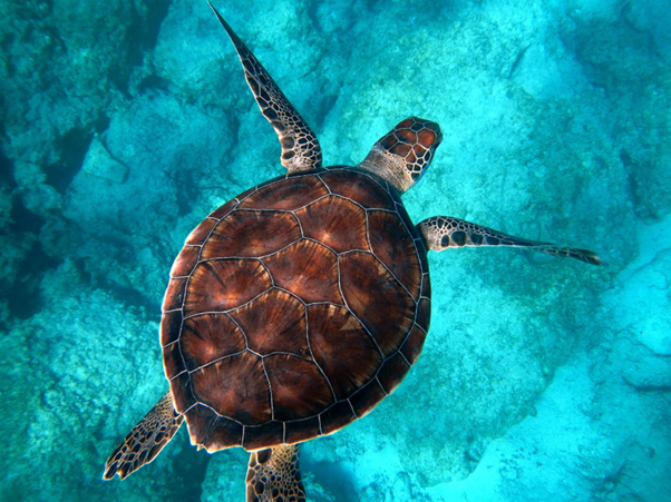 Fusarium and Sea Turtle Egg Disease: The Emerging Mycosis Every Wildlife Veterinarian Should Know