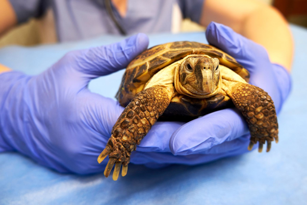 Dystocia in Chelonians: Practical Decision-Making From Diagnosis to Surgical Intervention