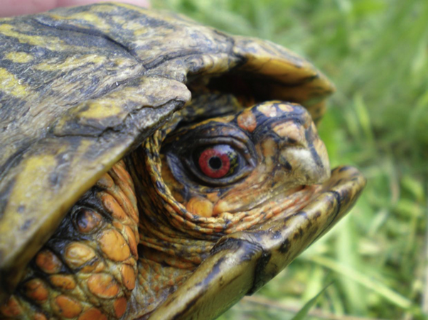 Beyond Egg Binding: Diagnosing and Managing Inflammatory Reproductive Disorders in Chelonians