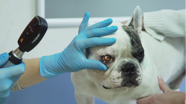 Beyond Steroids: What Veterinarians Should Know About Topical Ketorolac in Canine Uveitis