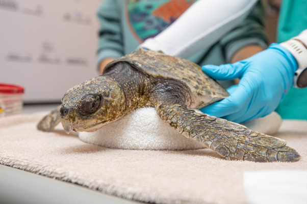 Opioids in Reptile Medicine: Why Common Painkillers May Not Work the Way You Think