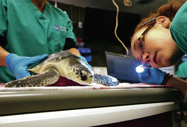 How Vitamin A Deficiency Led to Severe Ocular Edema in a Pet Turtle: A Case Study