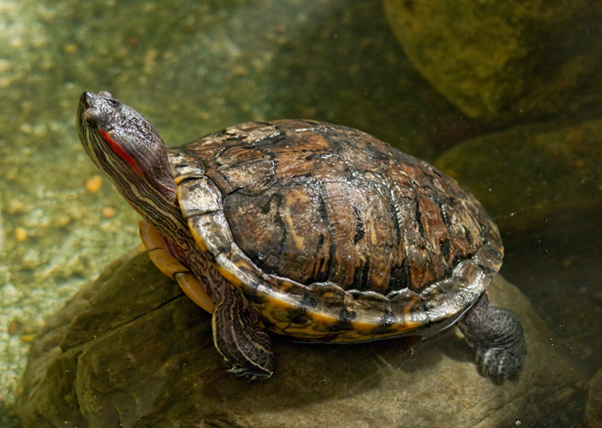 Swollen Eyes in Red-Eared Slider Turtles: A Nutritional Disorder Veterinarians Should Not Ignore