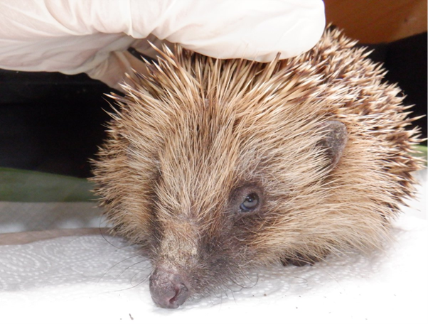 Lungworm Infections in Hedgehogs: Why Respiratory Parasites Are Still Being Missed in Clinical Practice