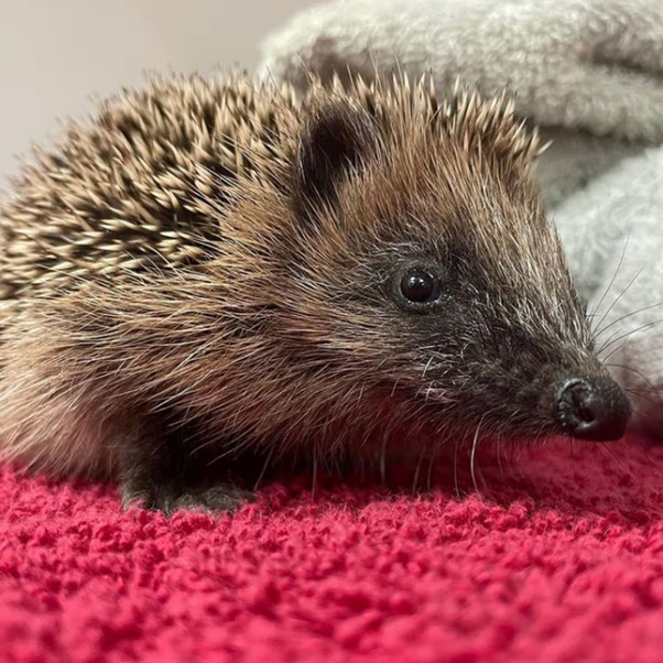 Zoonotic Parasites in Hedgehogs: What Veterinarians Need to Recognize Beyond the Spines