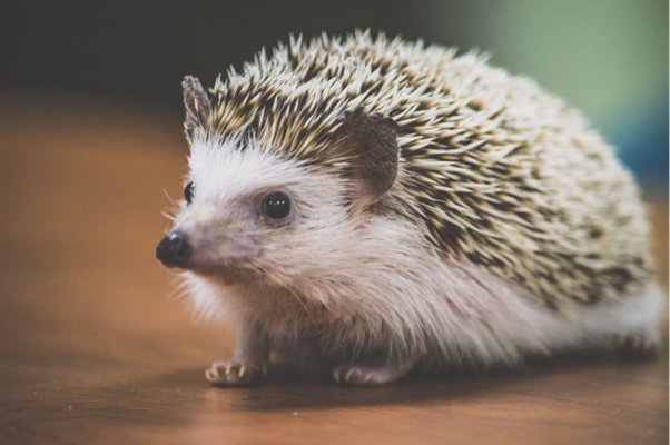 External Parasites in Hedgehogs: Managing Mange, Fleas, and Tick-Borne Threats in Clinical Practice