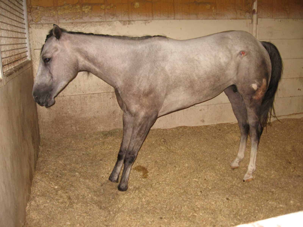 Endocrinopathic Laminitis in Horses: Why Recurrence Remains a Challenge
