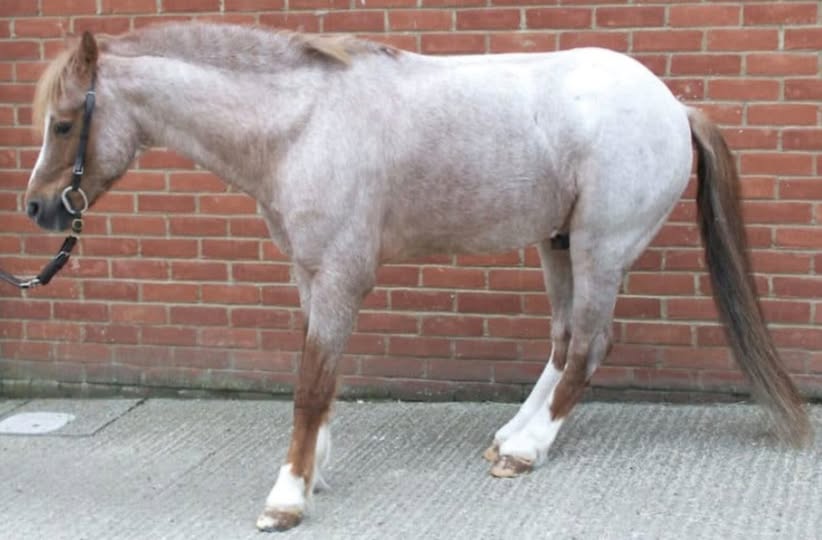 PPID, Hyperinsulinaemia & the Silent Threat of Laminitis in Geriatric Equids