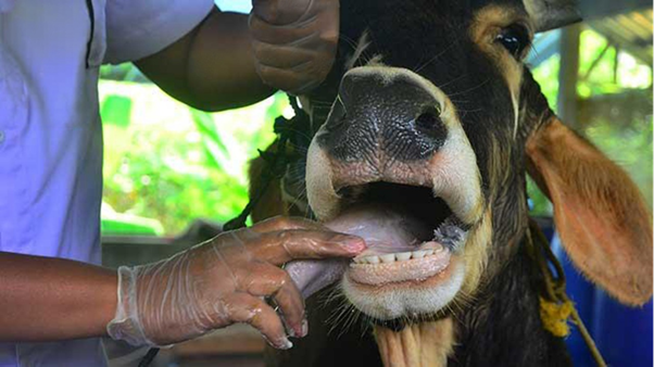 Practical Challenges of FMD Control in Indian Field Conditions